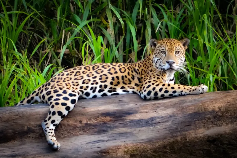 Jaguar relaxes on a tree trunk