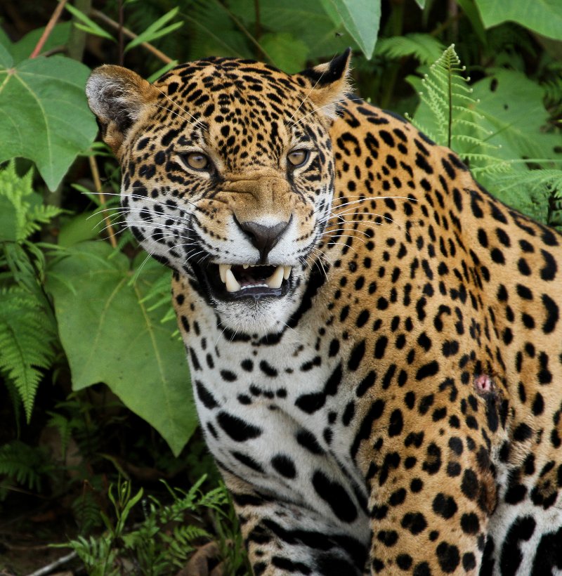 Jaguar roaring