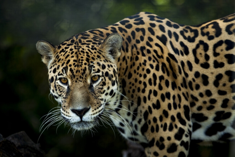 Face of a Jaguar Staring at Camera