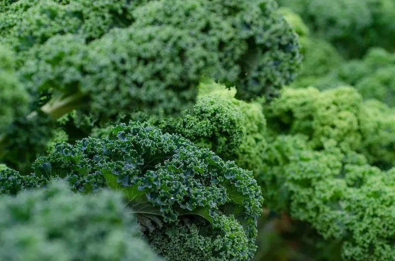 45 Best Starting Seeds in an Unheated Greenhouse 8 Kale