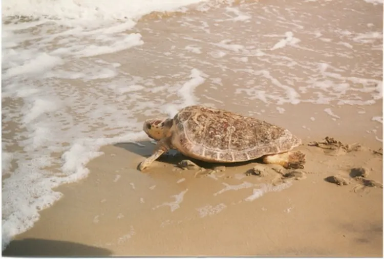 Loggerhead Sea Turtle Heading to the Sea