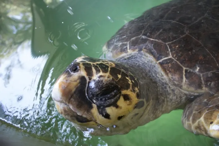 Loggerhead Sea Turtle in the Water