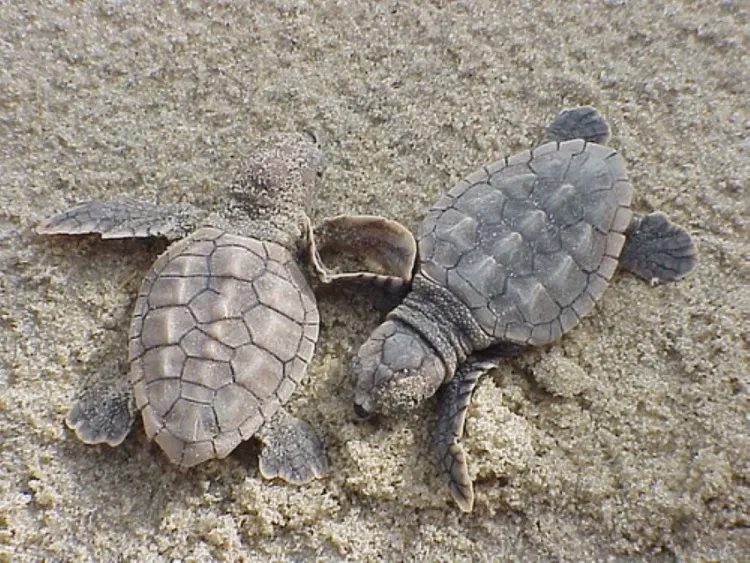 Loggerhead Sea Turtle: Why Is It Endangered? 2 Hatchlings of Loggerhead Sea Turtle s