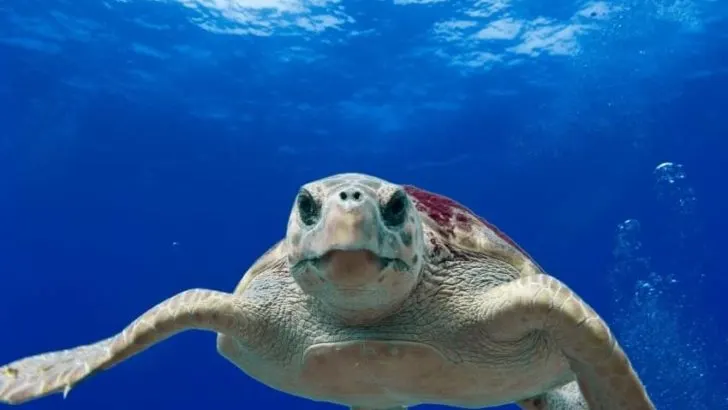 Loggerhead Sea Turtle