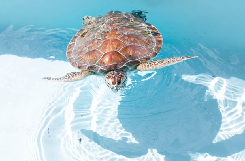 Loggerhead Sea Turtle