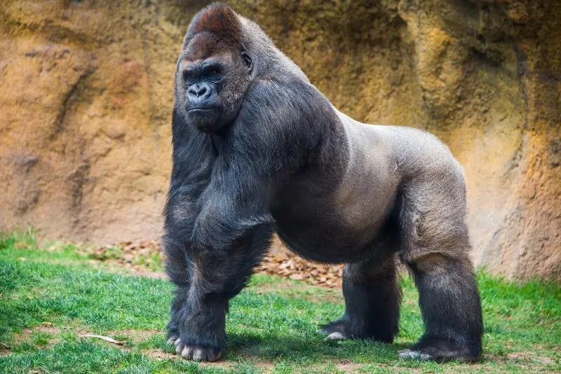 The Aspinall Foundation 5 Gorilla staring and giving a look