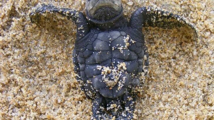 Olive Ridley Sea Turtle