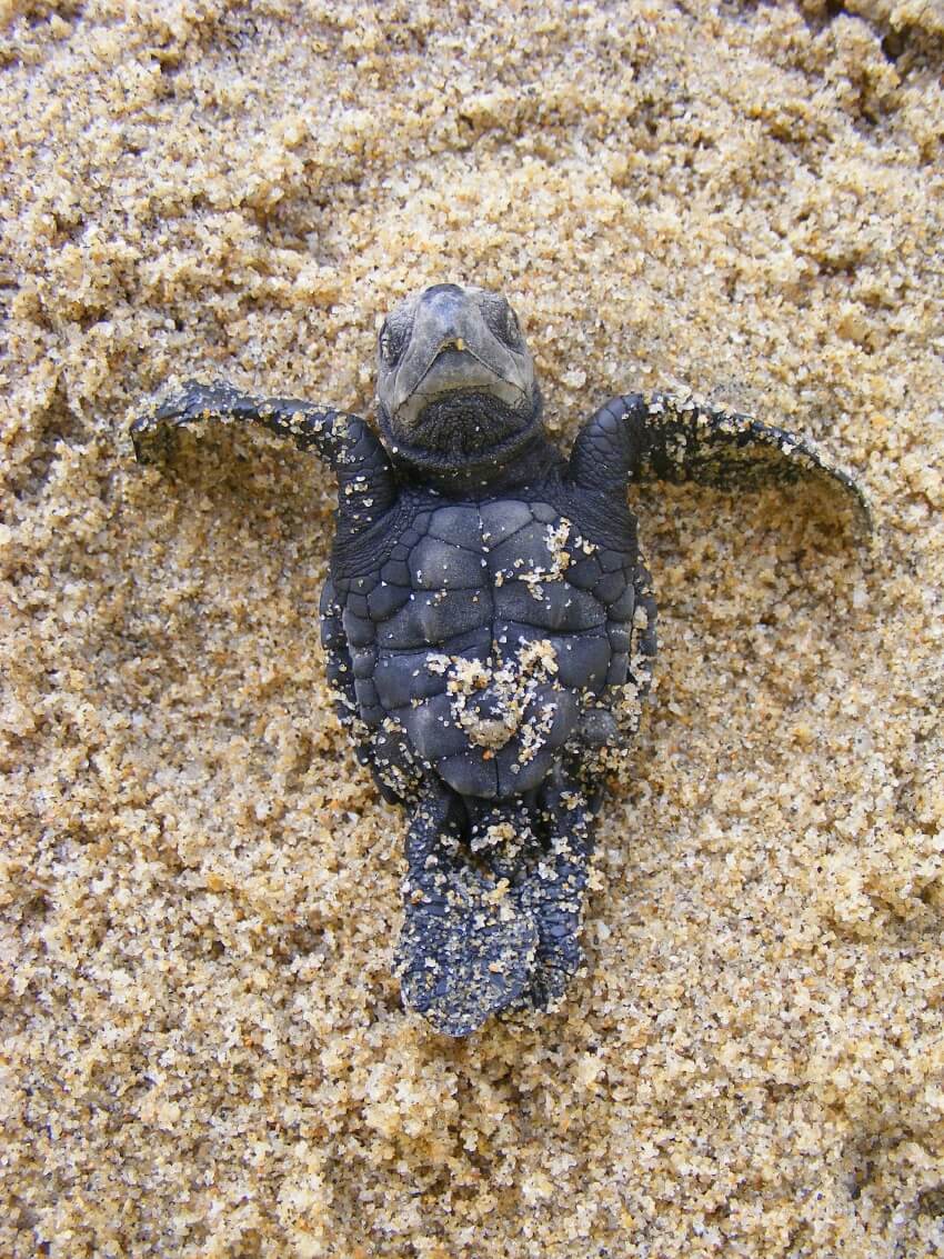 Olive Ridley Sea Turtle