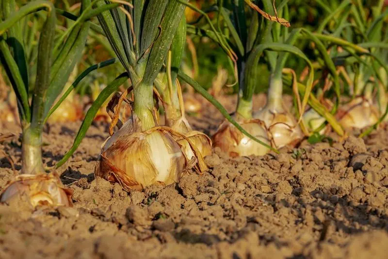 Onions on the soil