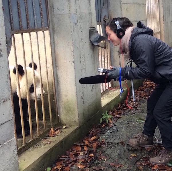 PDXWildlife Intern recording a Panda