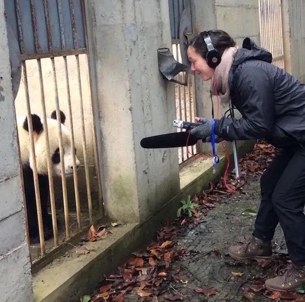 PDXWildlife 7 PDXWildlife Intern recording a Panda