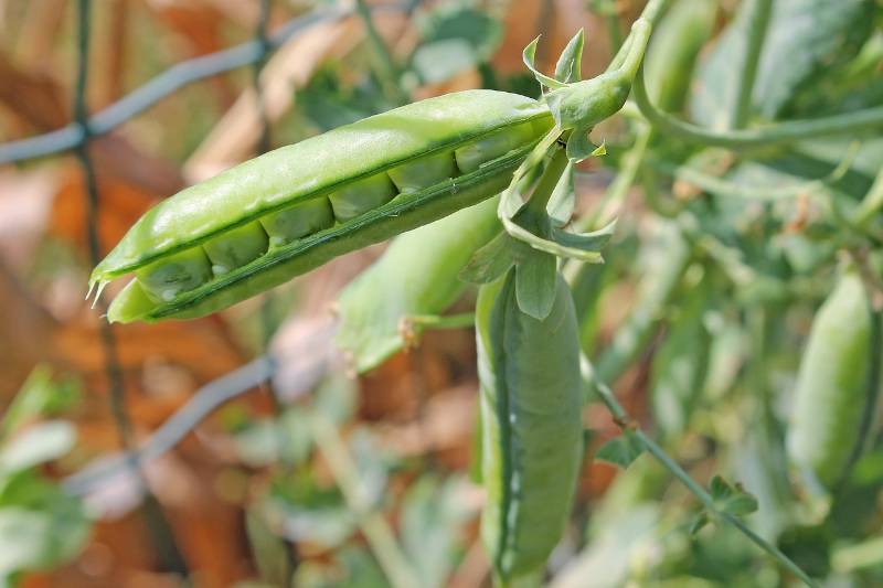 Pea Plant