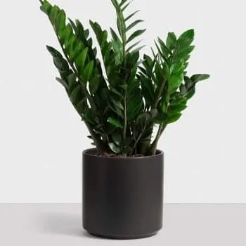 Peach & Pebble Black Ceramic Planter