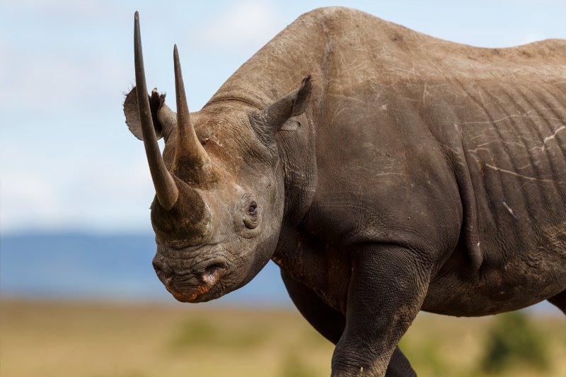 Black Rhino looking at the camera