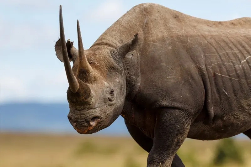 Black Rhino looking at the camera