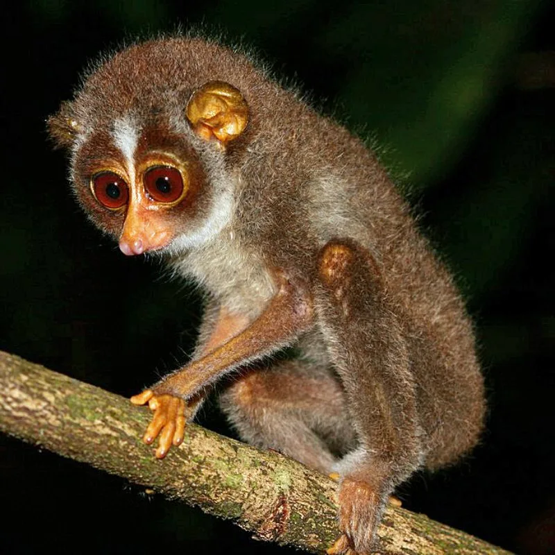 Red Slender Loris 3 Red Slender Loris on a Tree Branch