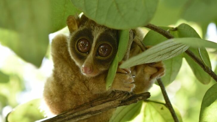 Red Slender Loris Clinging on a Tree Branch