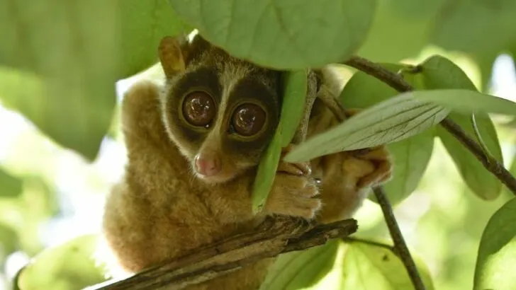 Red Slender Loris Clinging on a Tree Branch