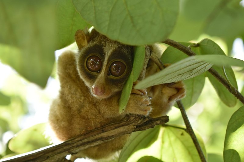 Red Slender Loris Clinging on a Tree Branch