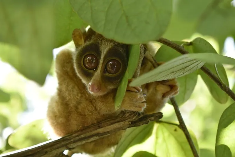 Red Slender Loris 5 Red Slender Loris Clinging on a Tree Branch