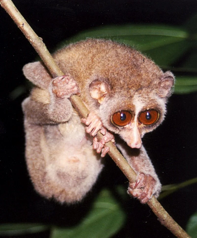 Red Slender Loris 1 Red Slender Loris Cling on a Tree Branch