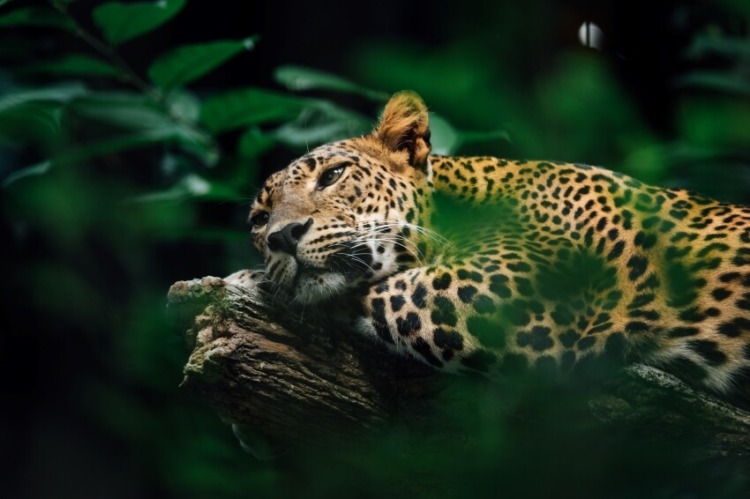Jaguar: Is This Animal Endangered? 3 Resting Jaguar Surrounded by Tree Leaves