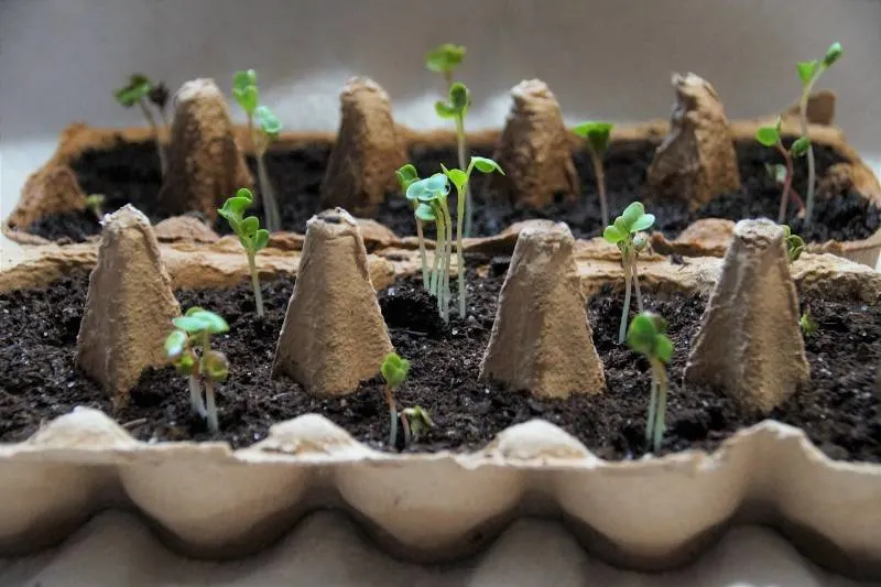 Seedlings on an egg tray