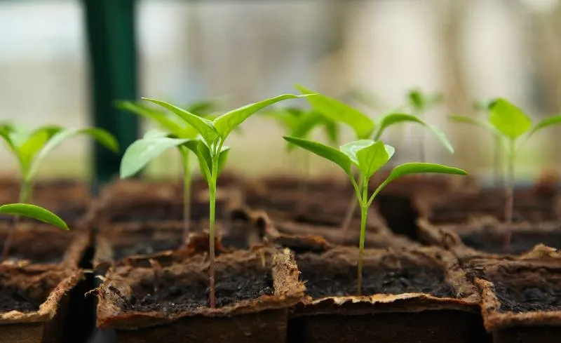 Starting seeds in an unheated greenhouse using a seed starting tray