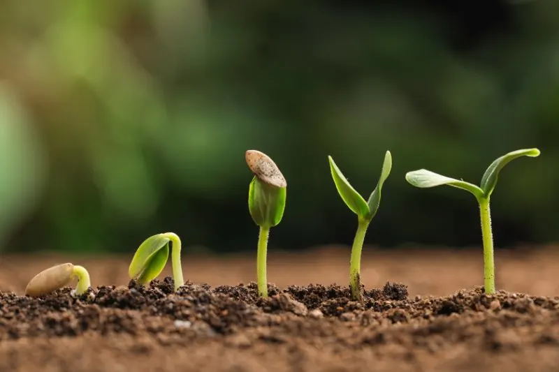  seed germinating into small sapling in the soil