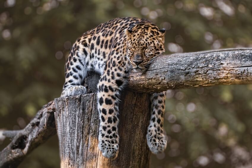 Jaguar: Is This Animal Endangered? 2 Sleeping Jaguar