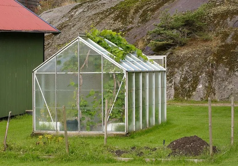 A small greenhouse with grapevines escaping from the roof hatch