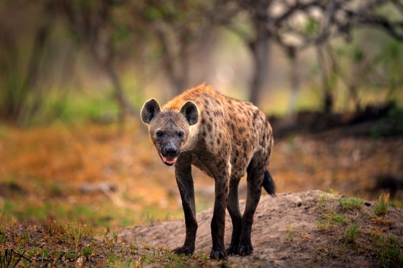 Spotted Hyena in forest