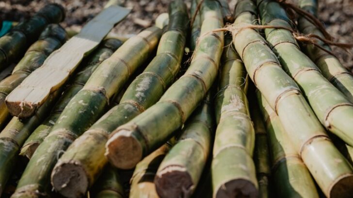 Sugar Cane Shoots