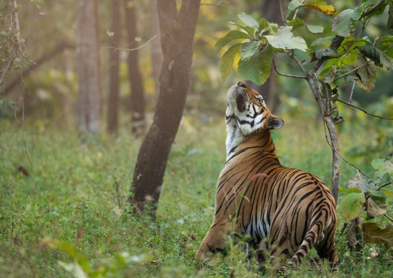 Wild bengal tiger marking and smelling