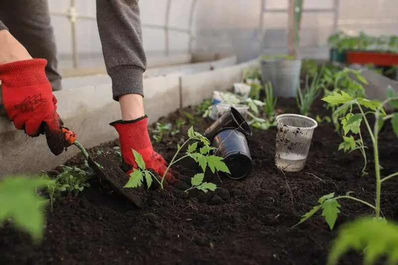 Tending the garden in a greenhouse