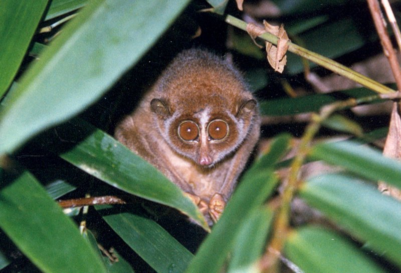 Red Slender Loris looking at the camera