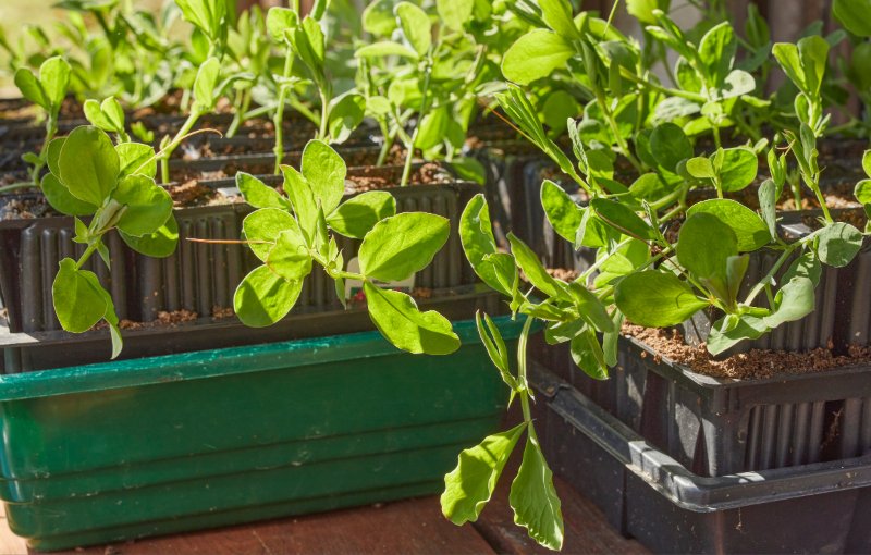 Growing Sweet pea seedlings