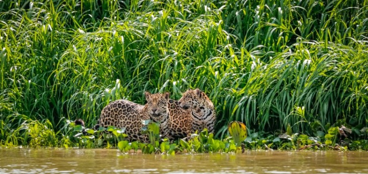 Two Jaguar standing on a river edge