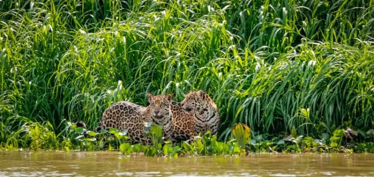 Jaguar: Is This Animal Endangered? 10 Two Jaguar standing on a river edge