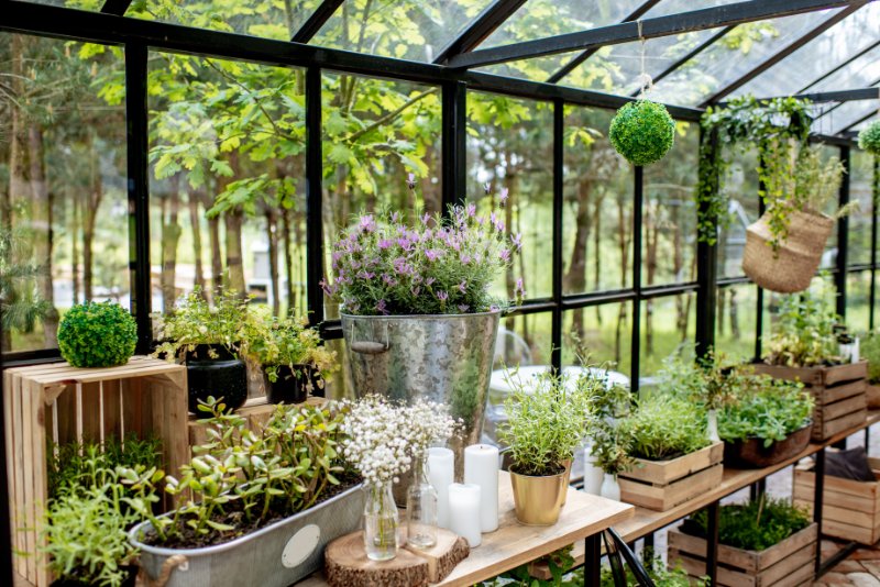 Beautiful herbs and flowers placed on the table