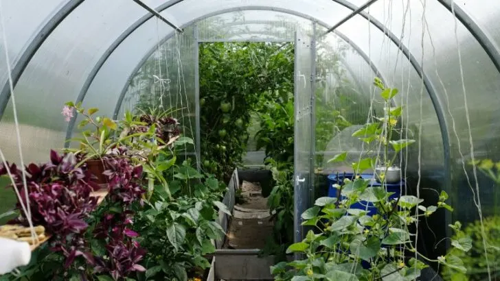 Different plants growing inside a greenhouse