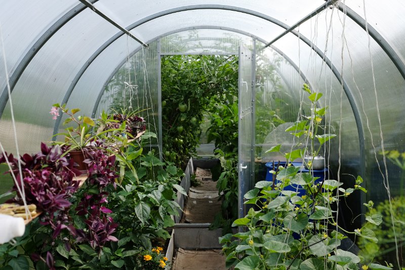 Different plants growing inside a greenhouse