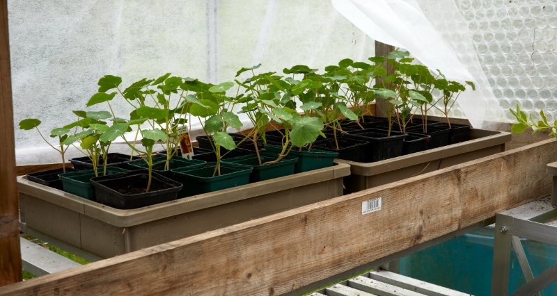 Plants sapling placed on the plant rack on the table in the greenhouse