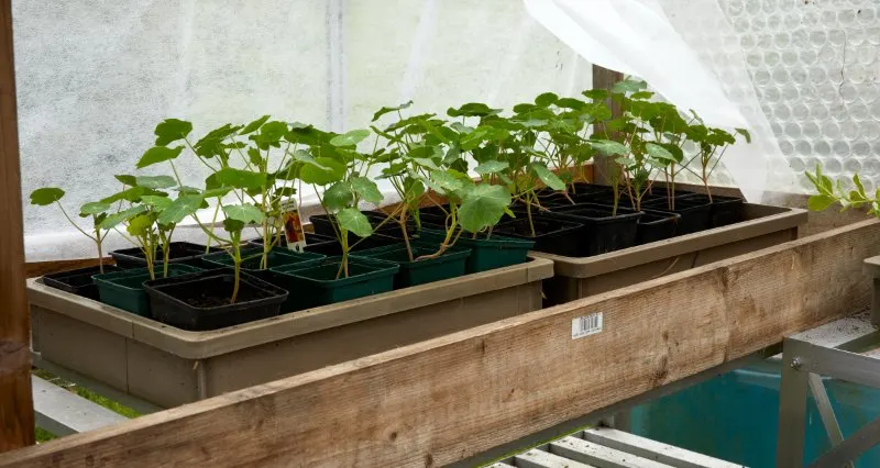 45 Best Starting Seeds in an Unheated Greenhouse 3 Plants sapling placed on the plant rack on the table in the greenhouse