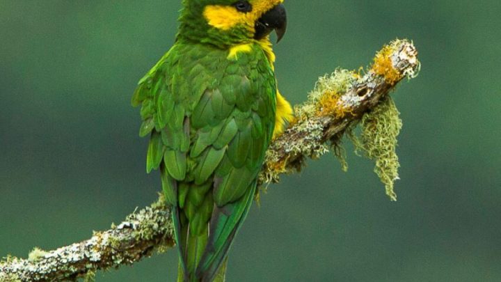 Yellow-Eared Parrot