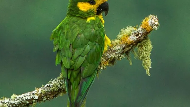 Yellow-Eared Parrot