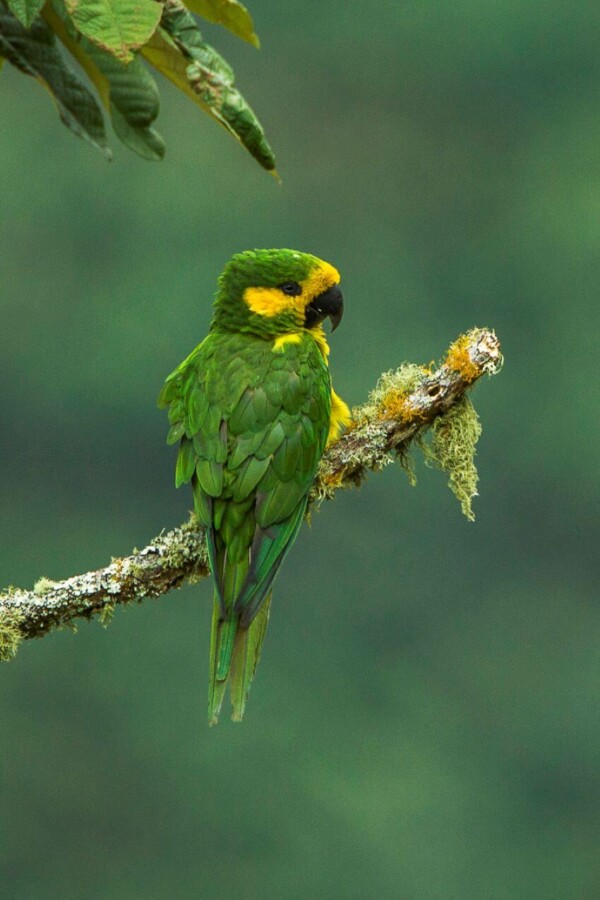 Yellow-Eared Parrot