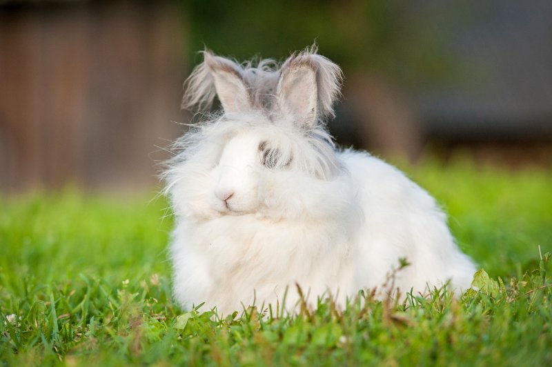 White angora rabbit sitting outdoors