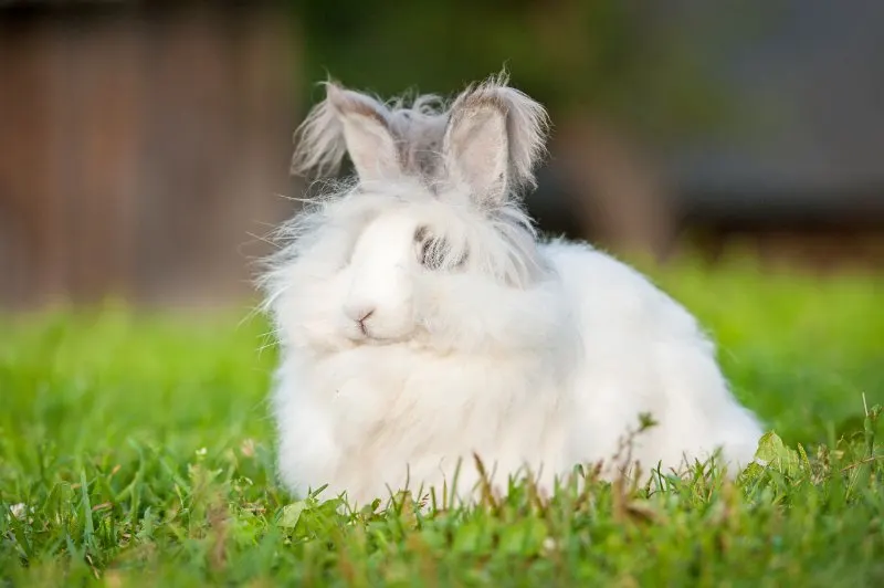 Angora and Faux Fur: Is It Bad for the Environment? 1 White angora rabbit sitting outdoors
