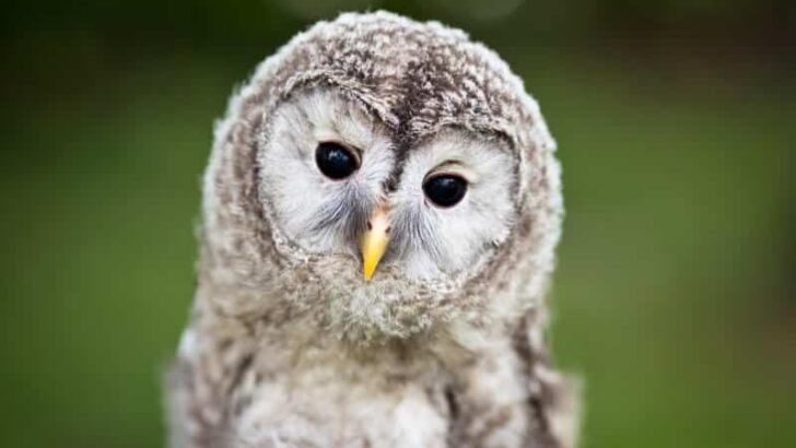 Forest Owlet